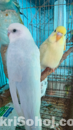 Budgie